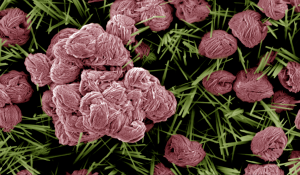 Nanoflowers make surface be hydrophobic